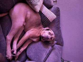 Rescue Mastiff and Labrador Retriever Dogs for Adoption - BENNY | PetCurious