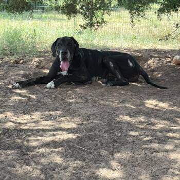 Charlie -  Great Dane Dog for Adoption - Charlie | PetCurious