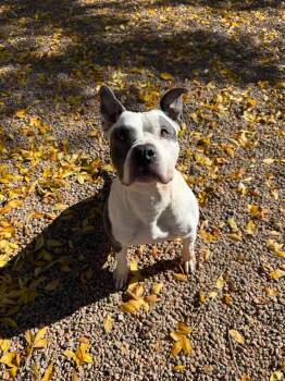 Forest -  American Bully Dog for Adoption in Canon City, Colorado - Forest | PetCurious