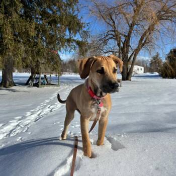 Black Mouth Cur and Rhodesian Ridgeback Dogs Available for Adoption - Eric | PetCurious