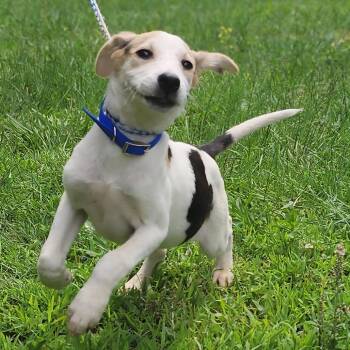 Bertha -  Coonhound Dog for Adoption in Centerville, Tennessee - Bertha | PetCurious