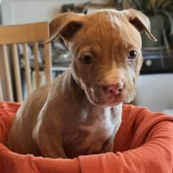 Mixed Breed Dogs Available for Adoption in Kanab, Utah - Snowberry | PetCurious