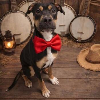 Rottweiler and Bulldog Dogs Available for Adoption in Toronto, Ontario - Banjo | PetCurious