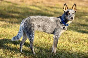Rescue Cattle Dog Dogs for Adoption in Dickinson, Texas - Jensin | PetCurious