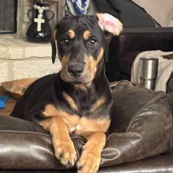 Rescue Hound Dogs for Adoption in Seguin, Texas - Lola | PetCurious