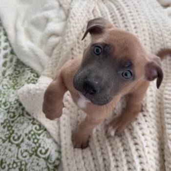 Retriever and Shepherd Dogs Available for Adoption - NY Ardan Avail Feb 14 (Tractor Supply Patterson) | PetCurious