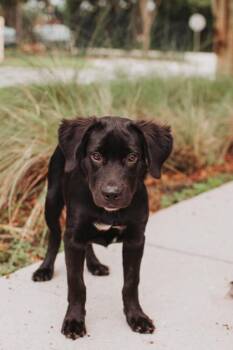 95146a Joe Franklin -  Labrador Retriever and Mixed Breed Dog for Adoption in North Charleston, South Carolina - 95146a Joe Franklin | PetCurious