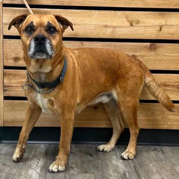 Owen -  Black Mouth Cur Dog for Adoption in Mount Pleasant, Texas - Owen | PetCurious