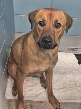 FREYA -  American Staffordshire Terrier and Mixed Breed Dog for Adoption in Houston, Texas - FREYA | PetCurious
