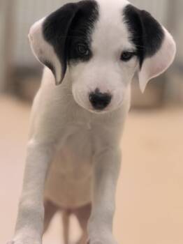 Hound Dogs Available for Adoption in Pawleys Island, South Carolina - Onion | PetCurious