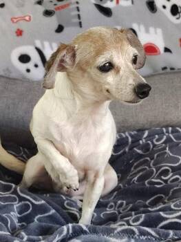 Vernon -  Chihuahua Dog for Adoption in Fort Worth, Texas - Vernon | PetCurious