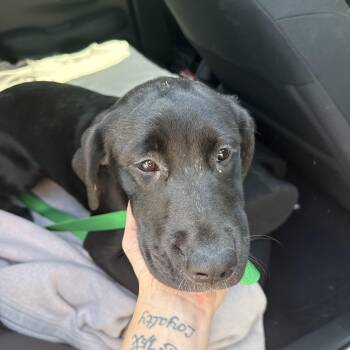 Ariel -  Black Labrador Retriever Dog for Adoption in Atlanta, Georgia - Ariel | PetCurious