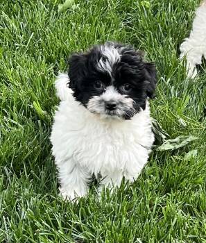 Shih Tzu and Bichon Frise Dogs Available for Adoption in Overland Park, Kansas - Sydney | PetCurious