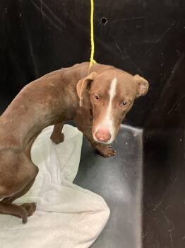 Rescue Mixed Breed Dogs for Adoption in Dallas, Texas - CHACO | PetCurious