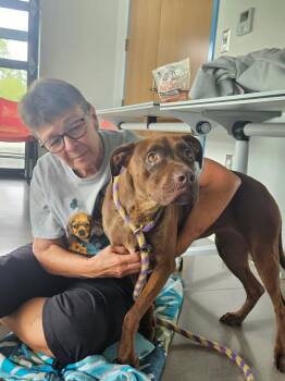 Nicki -  Terrier and Labrador Retriever Dog for Adoption in Hartsville, South Carolina - Nicki | PetCurious