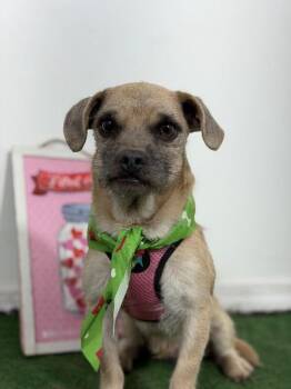 Montreal-One of our Amazing Rescue Dogs -  Pug and Boston Terrier Dog for Adoption in Carlsbad, California - Montreal-One Of Our Amazing Rescue Dogs | PetCurious