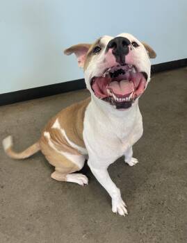 Rescue Mixed Breed Dogs for Adoption in Mishawaka, Indiana - Haunter | PetCurious