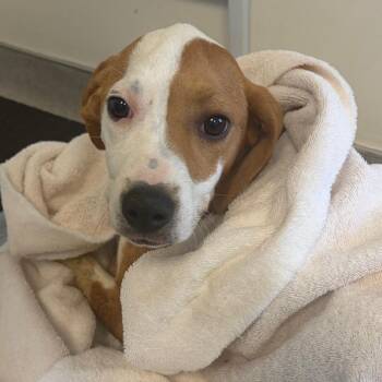 Hound and Labrador Retriever Dogs Available for Adoption in Nashville, Tennessee - Francine | PetCurious