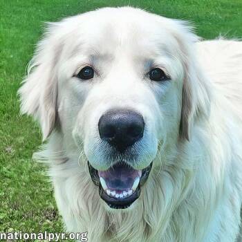 Trent in KY - Happy, Silly & Playful -  Great Pyrenees Dog for Adoption in Beacon, New York - Trent In KY - Happy, Silly & Playful | PetCurious