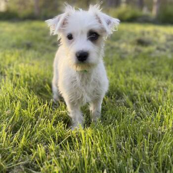 Jack Russell Terrier Dogs Available for Adoption in Woolwich, Maine - Picchu | PetCurious
