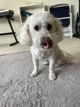 LUNA is available for adoption -  Bichon Frise Dog for Adoption in Tustin, California - LUNA Is Available For Adoption | PetCurious