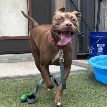 Lolly - ADOPTION FEE SPONSORED -  Pit Bull Terrier Dog for Adoption in Pembroke, Massachusetts - Lolly - ADOPTION FEE SPONSORED | PetCurious