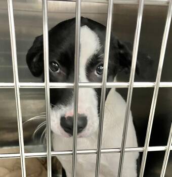 Harriet -  Labrador Retriever Dog for Adoption in Parma, Ohio - Harriet | PetCurious