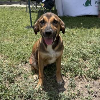 Mac -  Hound and Labrador Retriever Dog for Adoption in Harlingen, Texas - Mac | PetCurious