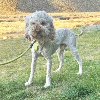 Rescue Mixed Breed Dogs for Adoption in Hailey, Idaho - Waylon | PetCurious