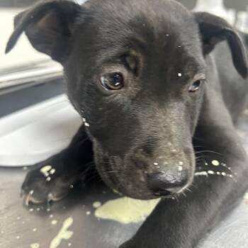 Black Labrador Retriever and Pit Bull Terrier Dogs Available for Adoption - Betsy | PetCurious