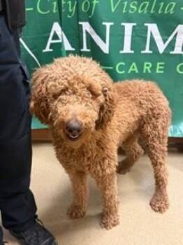 Standard Poodle Dogs Available for Adoption in Visalia, California - Lenard-177843 | PetCurious