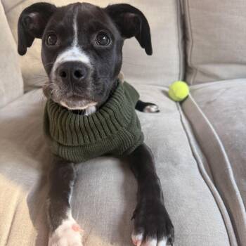 Binx -  Mixed Breed Dog for Adoption in Fairfax Station, Virginia - Binx | PetCurious