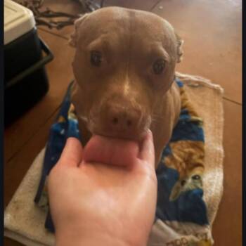 Staffordshire Bull Terrier Dogs Available for Adoption - Letty | PetCurious