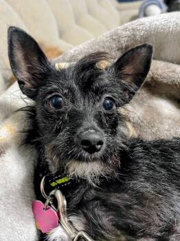 Whinnie -  Chihuahua and Jack Russell Terrier Dog for Adoption in Wedgefield, South Carolina - Whinnie | PetCurious