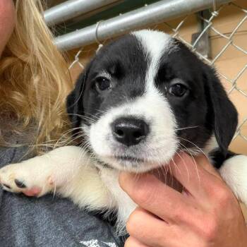 Mila -  Dachshund and Mixed Breed Dog for Adoption - Mila | PetCurious