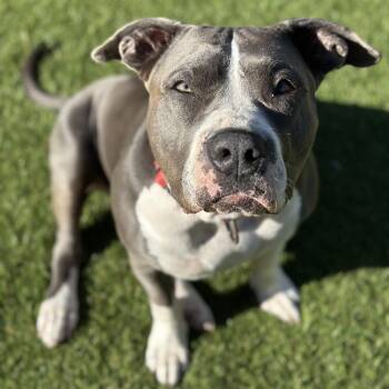 Lana -  Pit Bull Terrier Dog for Adoption in Pflugerville, Texas - Lana | PetCurious