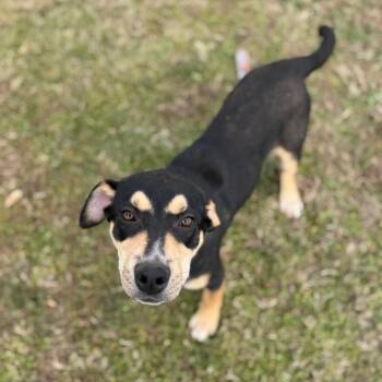 Shepherd and Mixed Breed Dogs Available for Adoption - Wyatt | PetCurious