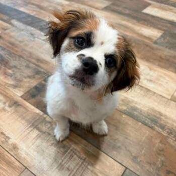 Bramble -  Shih Tzu and Mixed Breed Dog for Adoption in Alma, Wisconsin - Bramble | PetCurious