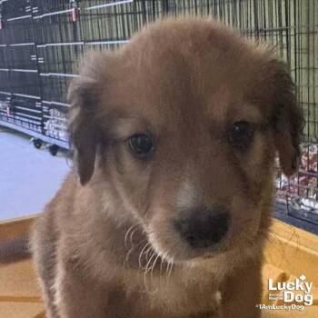 Spaniel Dogs Available for Adoption in Washington, District Of Columbia - Chuck | PetCurious