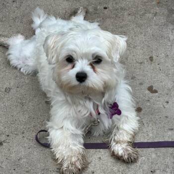 Luna Rose -  Maltese and Poodle Dog for Adoption in Minneapolis, Minnesota - Luna Rose | PetCurious