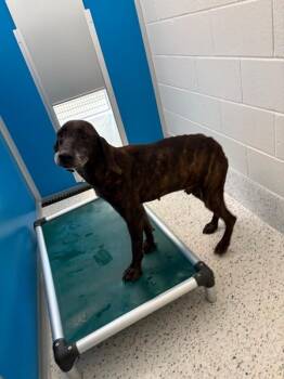 Hound and Coonhound Dogs Available for Adoption in Providence Forge, Virginia - Annie | PetCurious