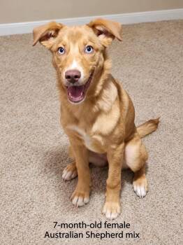 Carmen -  Australian Shepherd Dog for Adoption in Walker, Louisiana - Carmen | PetCurious