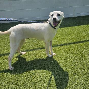 MOXIE 9989 -  Chihuahua Dog for Adoption in Loxahatchee Groves, Florida - MOXIE 9989 | PetCurious