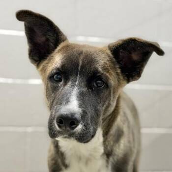 Leon -  Husky Dog for Adoption in Sacramento, California - Leon | PetCurious
