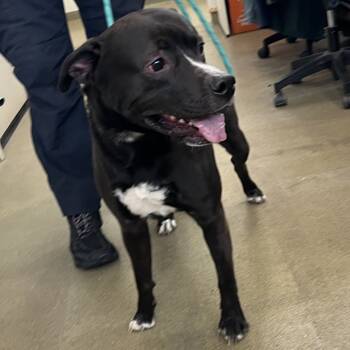 Rescue Black Labrador Retriever and Pit Bull Terrier Dogs for Adoption in Harrisonburg, Virginia - 69528 | PetCurious