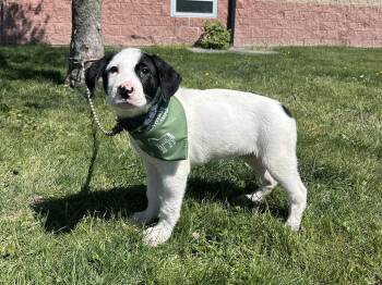Saint Bernard Dogs Available for Adoption in Maryville, Missouri - Lovebug | PetCurious