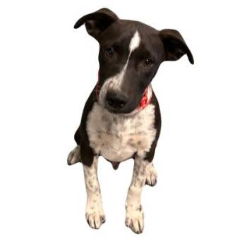 Blake -  Catahoula Leopard Dog Dog for Adoption in Red Bluff, California - Blake | PetCurious