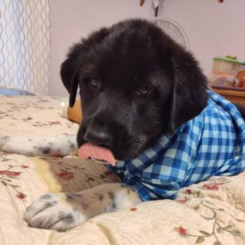 Black Labrador Retriever and Great Pyrenees Dogs Available for Adoption - Wyatt | PetCurious