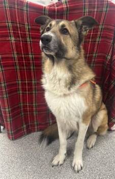 German Shepherd Dog and Mixed Breed Dogs Available for Adoption in Pasadena, Texas - LUFFY | PetCurious