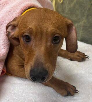 Hound and Mixed Breed Dogs Available for Adoption in Honolulu, Hawaii - Pluto | PetCurious